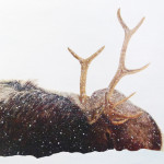 Elk in a snowstorm