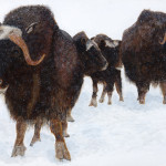 Family of Musk Ox -